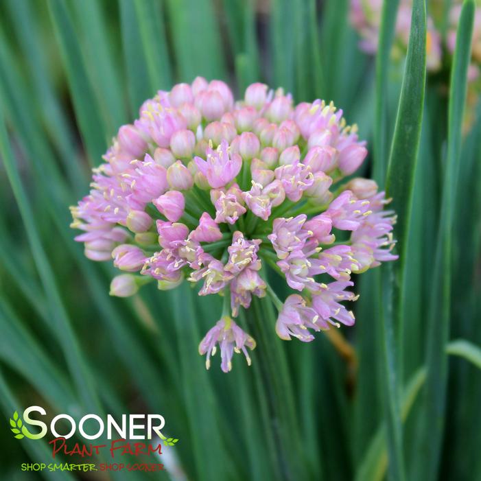 Image property of Sooner Plant Farm, Inc.