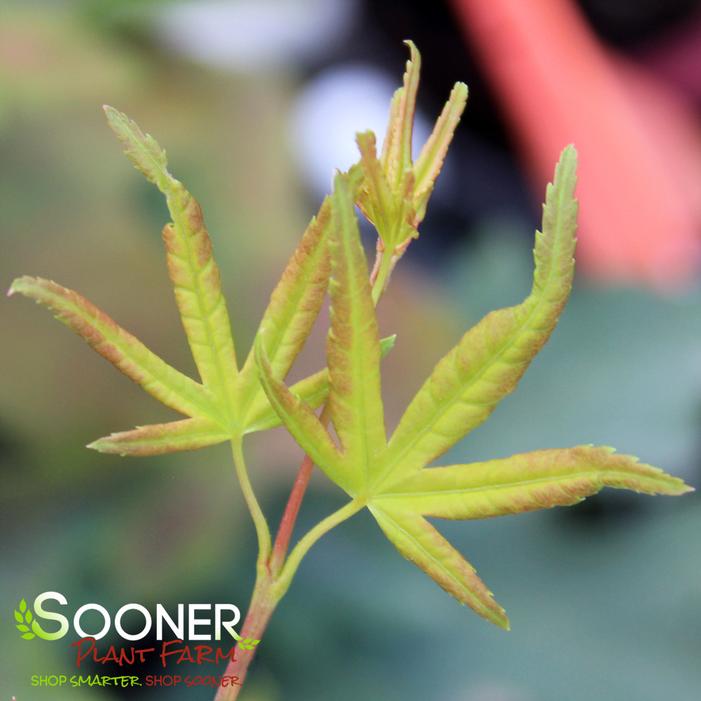 Image property of Sooner Plant Farm, Inc.