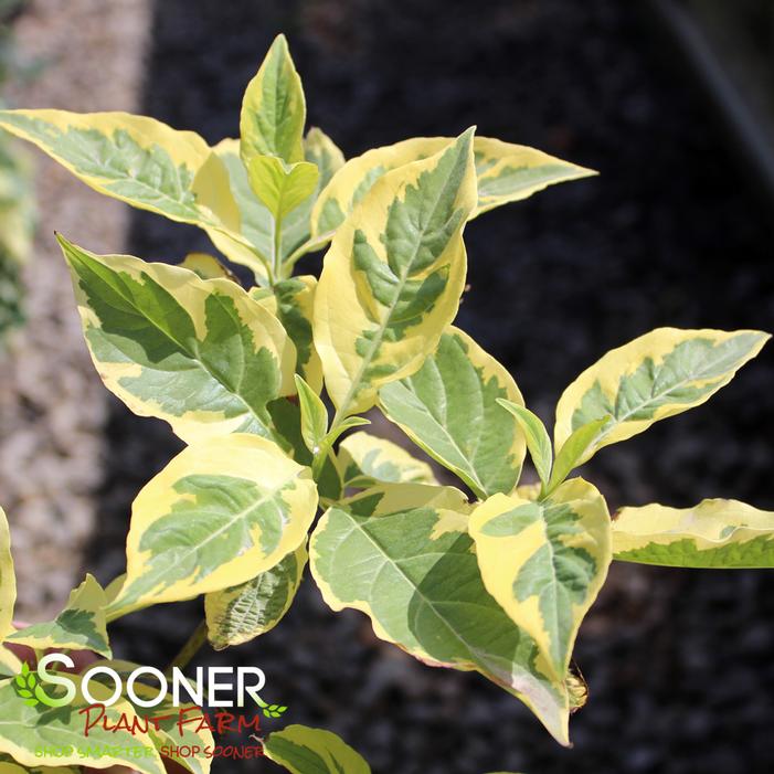 Image property of Sooner Plant Farm, Inc.