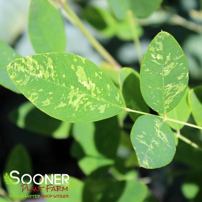 Image property of Sooner Plant Farm, Inc.