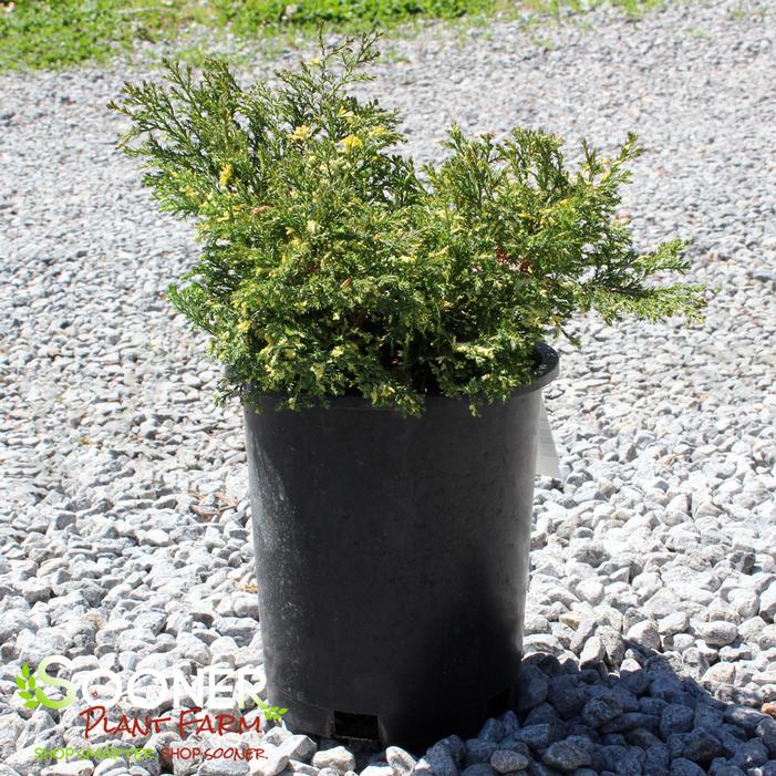 Image property of Sooner Plant Farm, Inc.