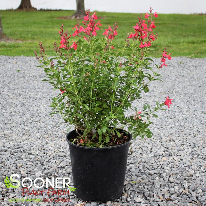 Image property of Sooner Plant Farm, Inc.