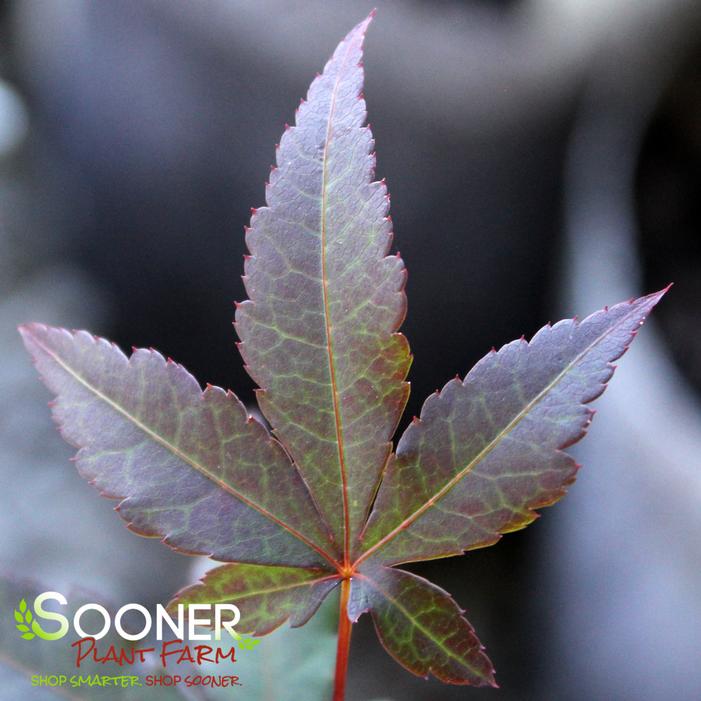 Image property of Sooner Plant Farm, Inc.
