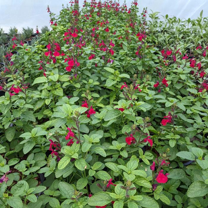 Image property of and used with permission from Alpha Nursery