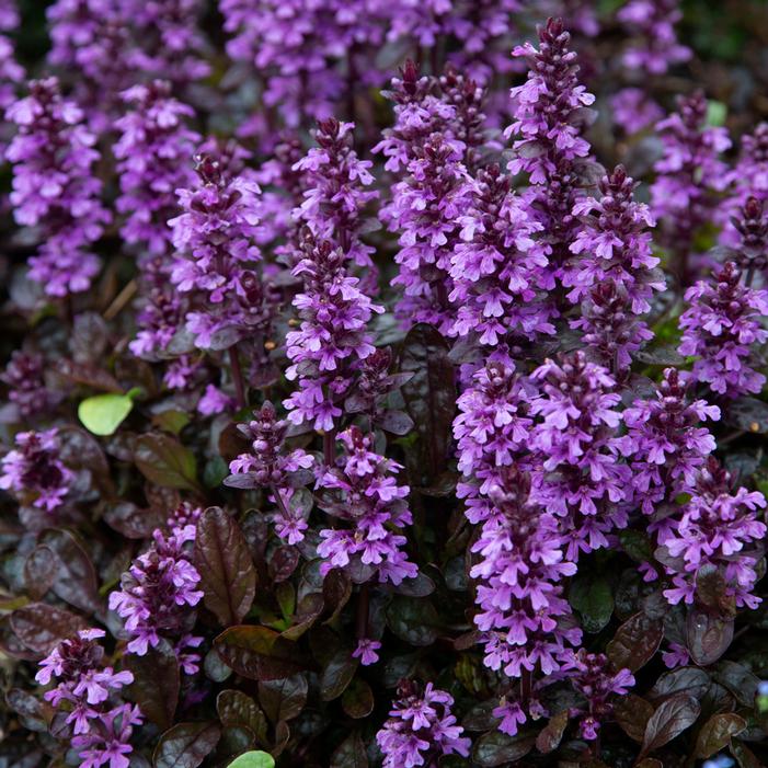 Image property of and used with permission from Plants Nouveau