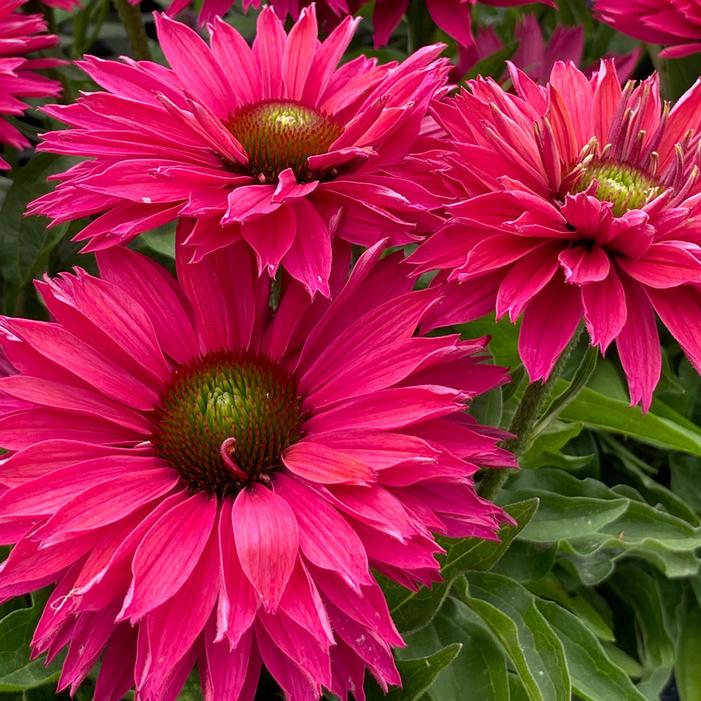 Image property of and used with permission from Growing Colors