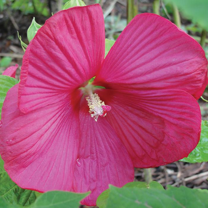 Image used with permission from Eason Horticultural Resources/Swift Greenhouse