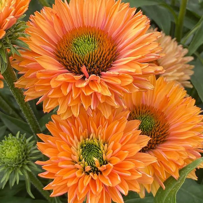 Image used with permission from Eason Horticultural Resources