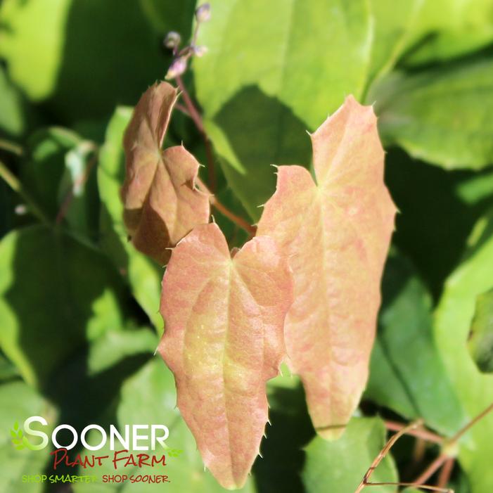 Image property of Sooner Plant Farm, Inc.