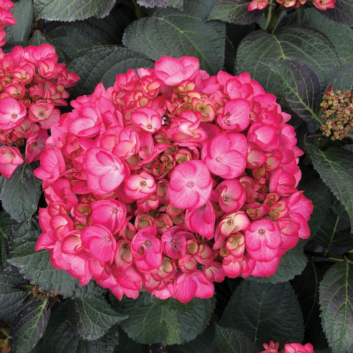 Image property of and used with permission from Bloomin' Easy