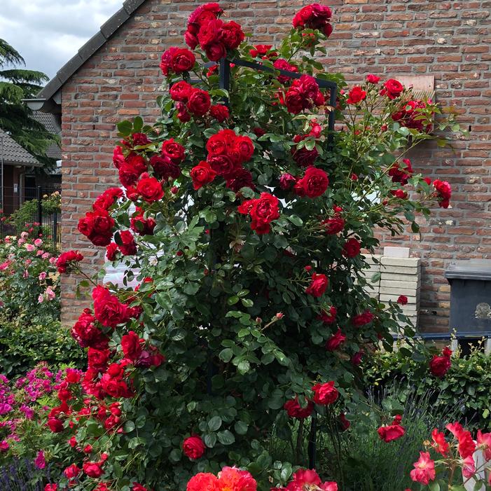 Image property of and used with permission from Star Roses