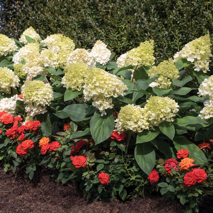 Image used with permission from Greenleaf Nursery Company