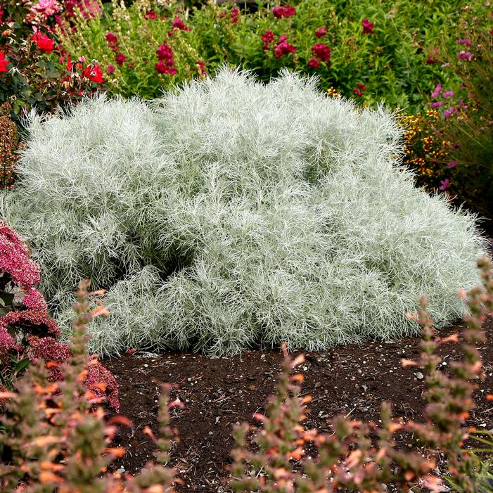 Image property of and used with permission from Terra Nova Nurseries