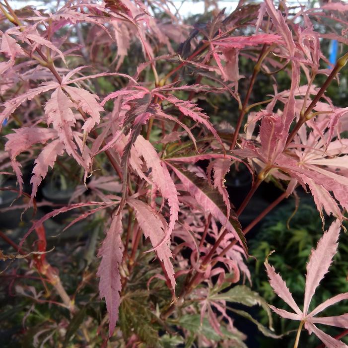 Image property of and used with permission from Buchholz Nursery