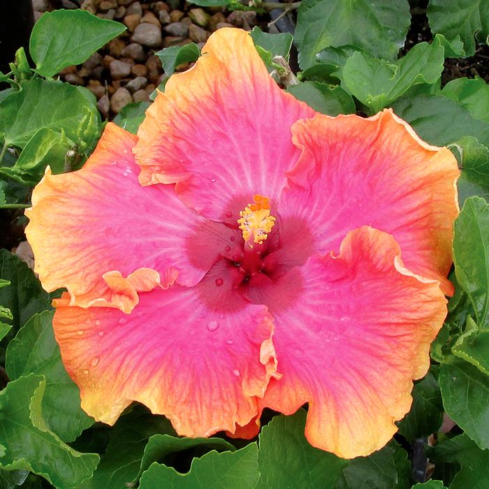 Image property of and used with permission from Greenleaf Nursery Company