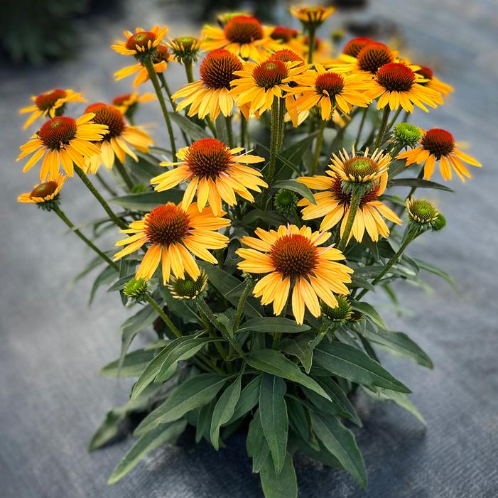 Image property of and used with permission from Terra Nova Nurseries