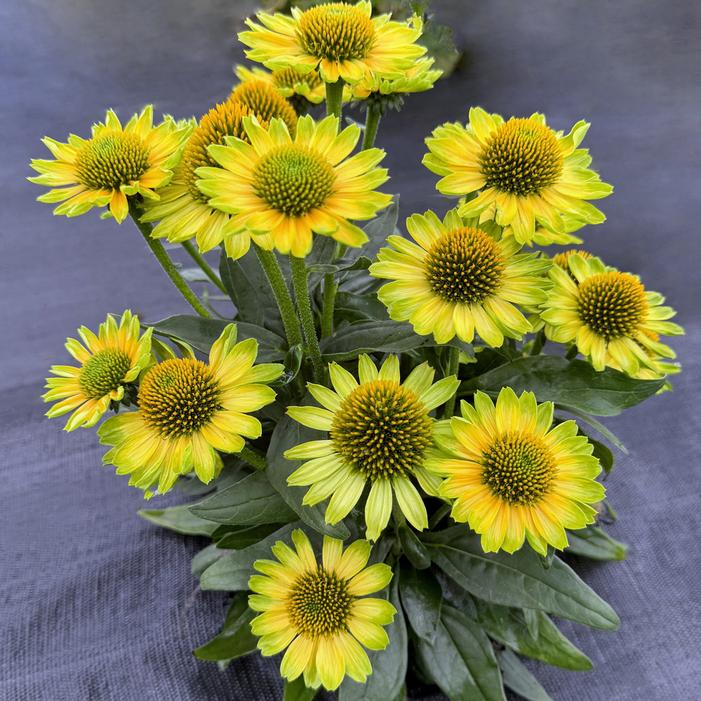 Image property of and used with permission from Terra Nova Nurseries