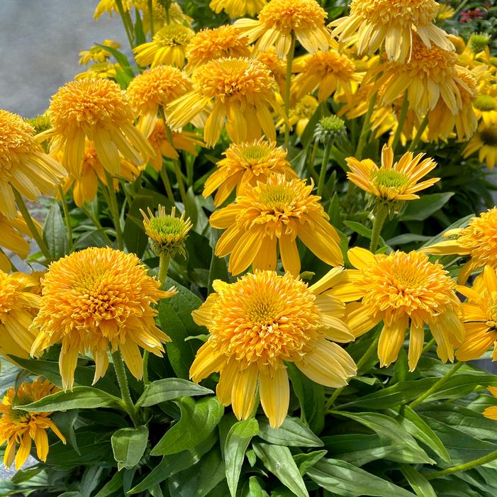 Image property of and used with permission from Terra Nova Nurseries