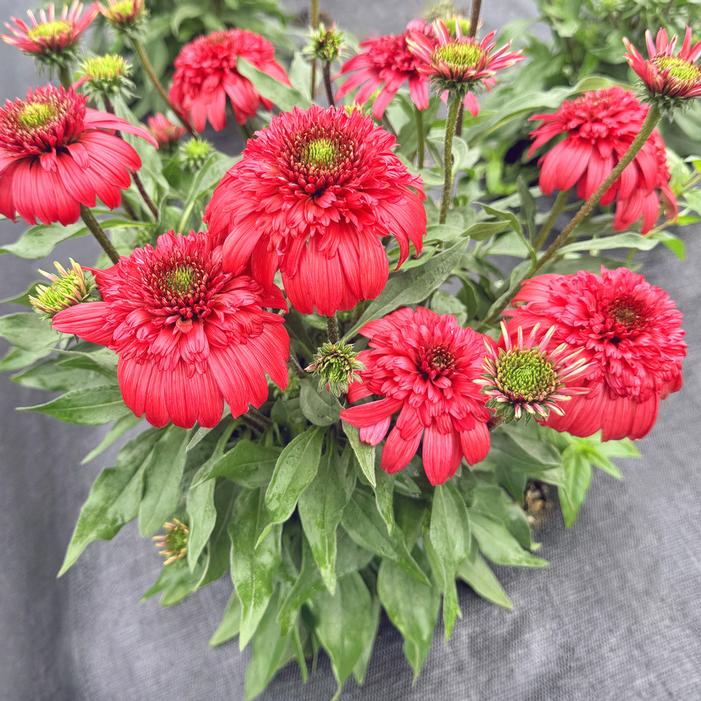 Image property of and used with permission from Terra Nova Nurseries
