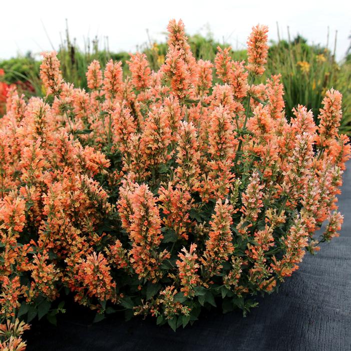 Photo courtesy of Terra Nova Nurseries, Inc.