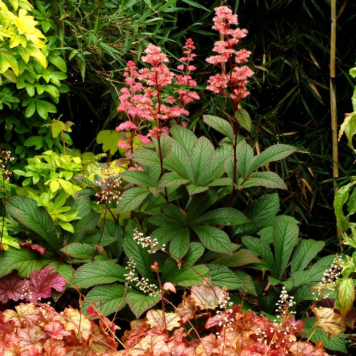 Photo courtesy of Terra Nova Nurseries, Inc.