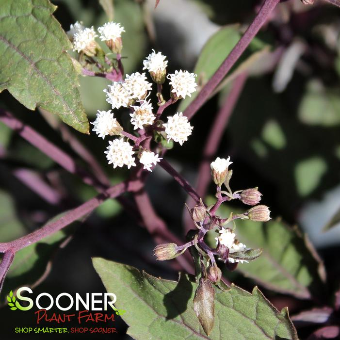 CHOCOLATE SNAKE ROOT