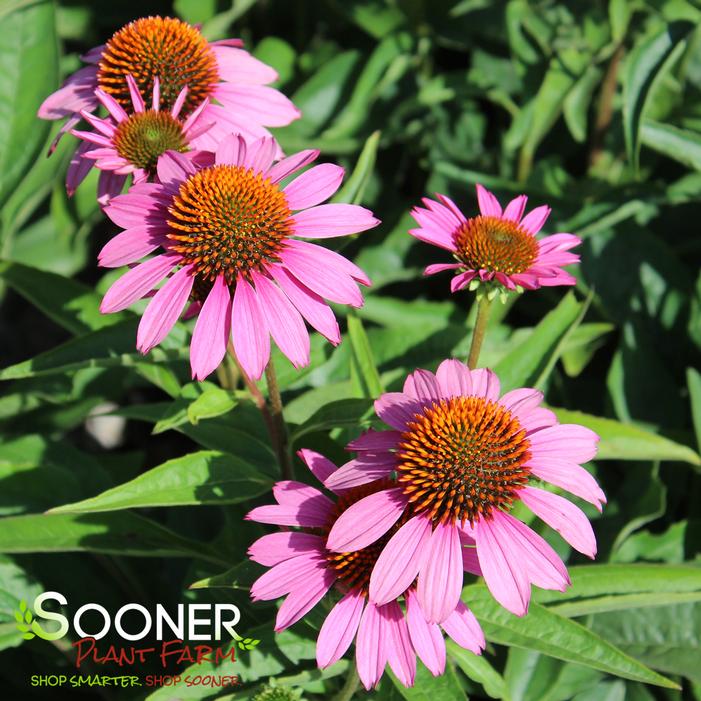 RUBY STAR CONEFLOWER