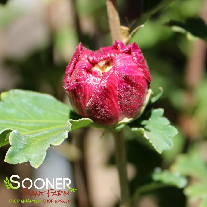 AMPLISSIMUS RED DOUBLE ALTHEA