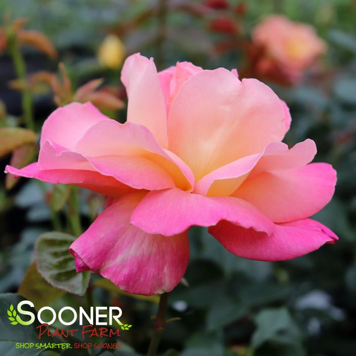 CHICAGO PEACE HYBRID TEA ROSE