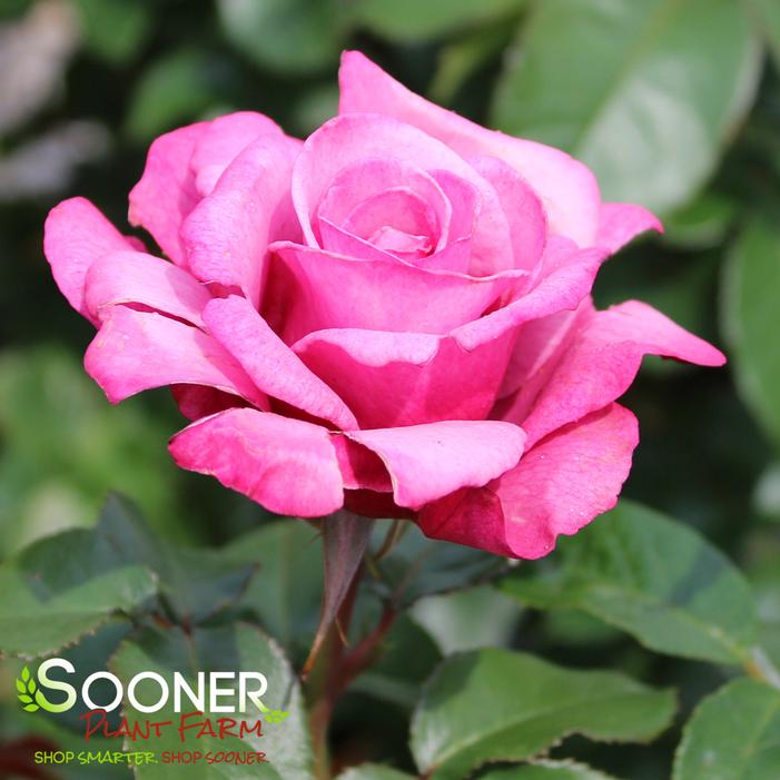 BARBRA STREISAND HYBRID TEA ROSE