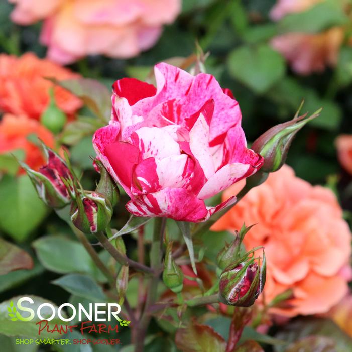 FOURTH OF JULY CLIMBING ROSE