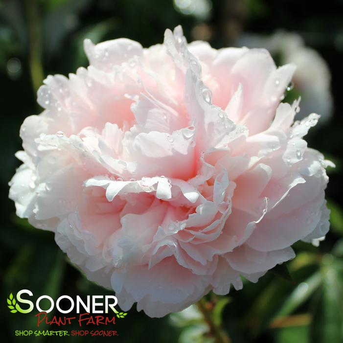 SARAH BERNHARDT GARDEN PEONY