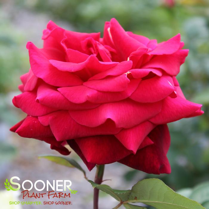 MISTER LINCOLN HYBRID TEA ROSE