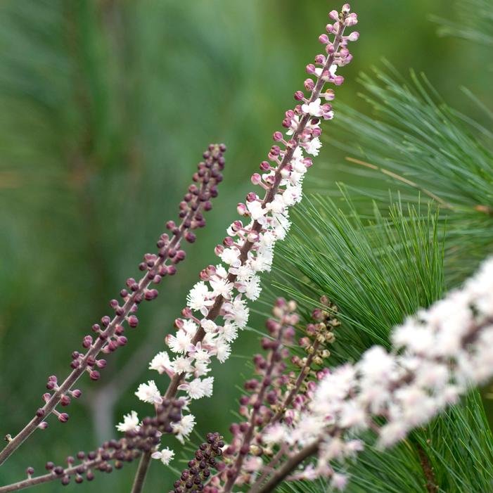 JAMES COMPTON BUGBANE