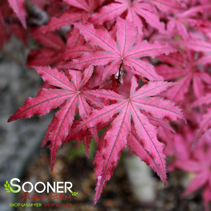 AMAGI SHIGURE UPRIGHT JAPANESE MAPLE