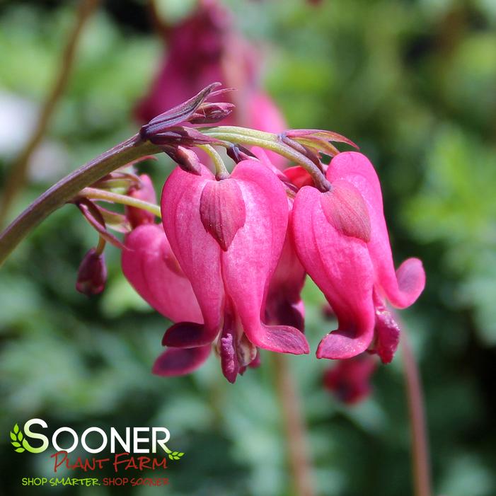 AMORE™ ROSE BLEEDING HEART