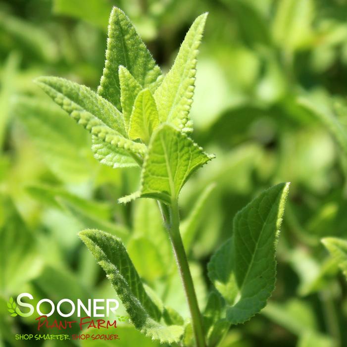 WINDWALKER® ROYAL RED SAGE