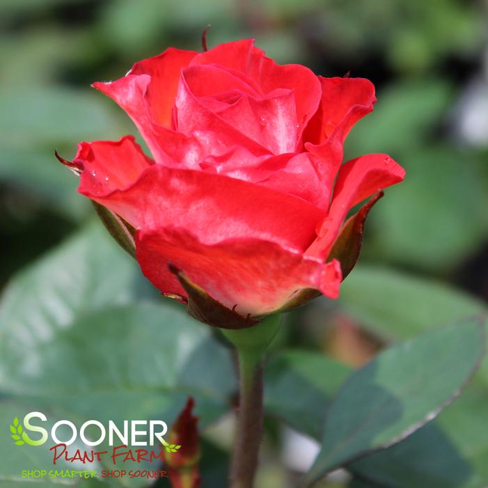 SMOKIN' HOT™ HYBRID TEA ROSE