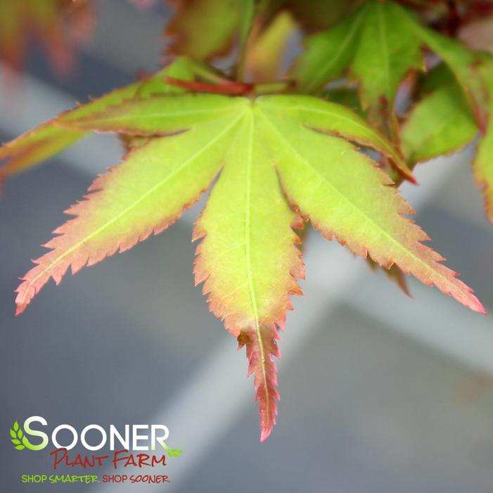 KIYOHIME UPRIGHT JAPANESE MAPLE