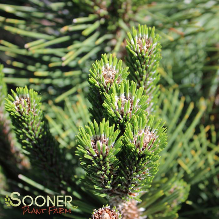 THUNDERHEAD JAPANESE BLACK PINE