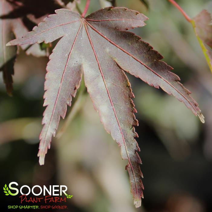 KOTO MARU DWARF UPRIGHT JAPANESE MAPLE