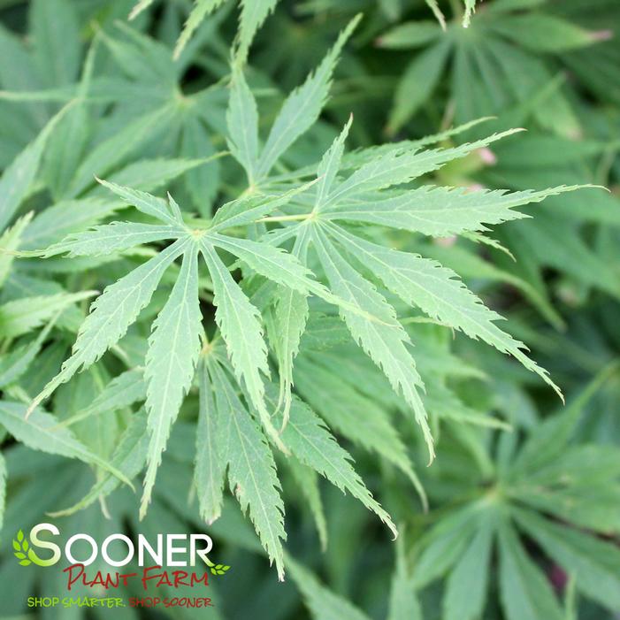 FASCINATION UPRIGHT JAPANESE MAPLE