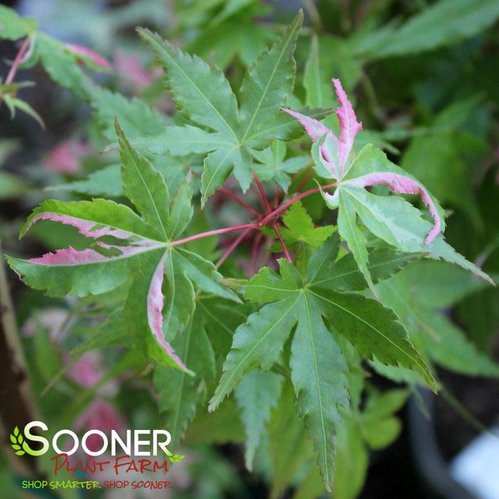 COTTON CANDY UPRIGHT JAPANESE MAPLE