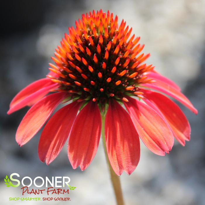 SOMBRERO® FLAMENCO ORANGE CONEFLOWER