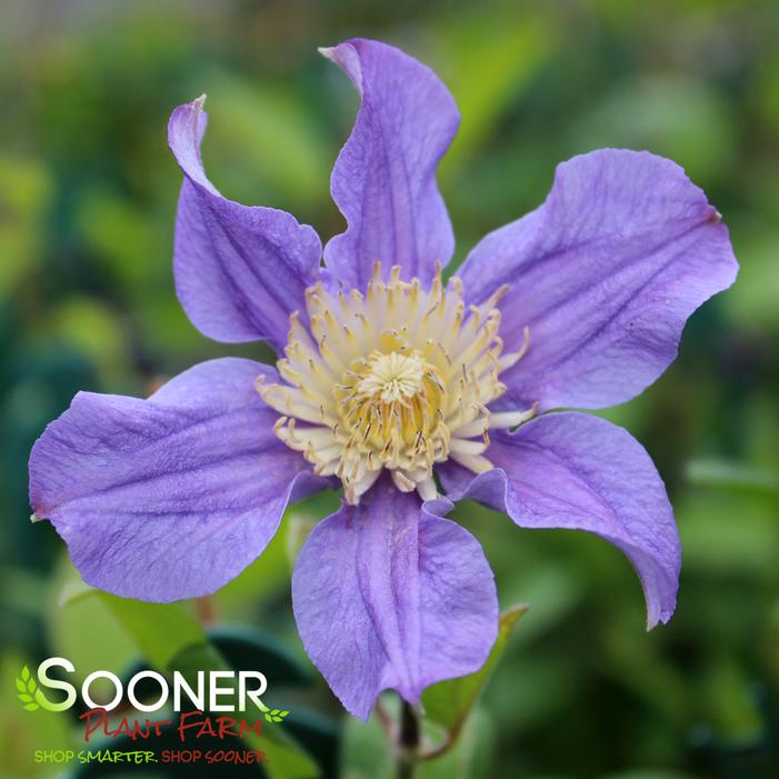 RAIN DANCE BUSH CLEMATIS