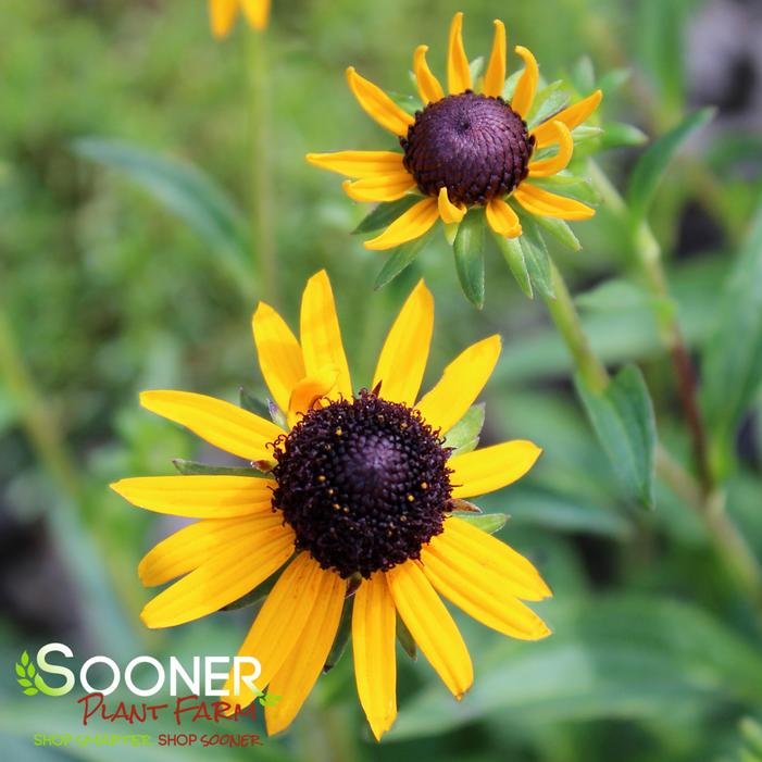 LITTLE GOLDSTAR BLACK-EYED SUSAN