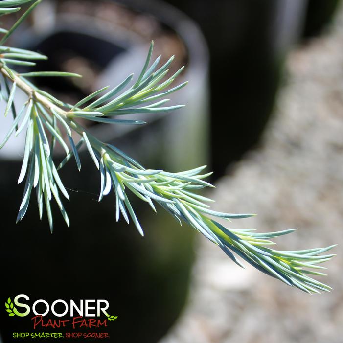 KARL FUCHS DEODAR CEDAR