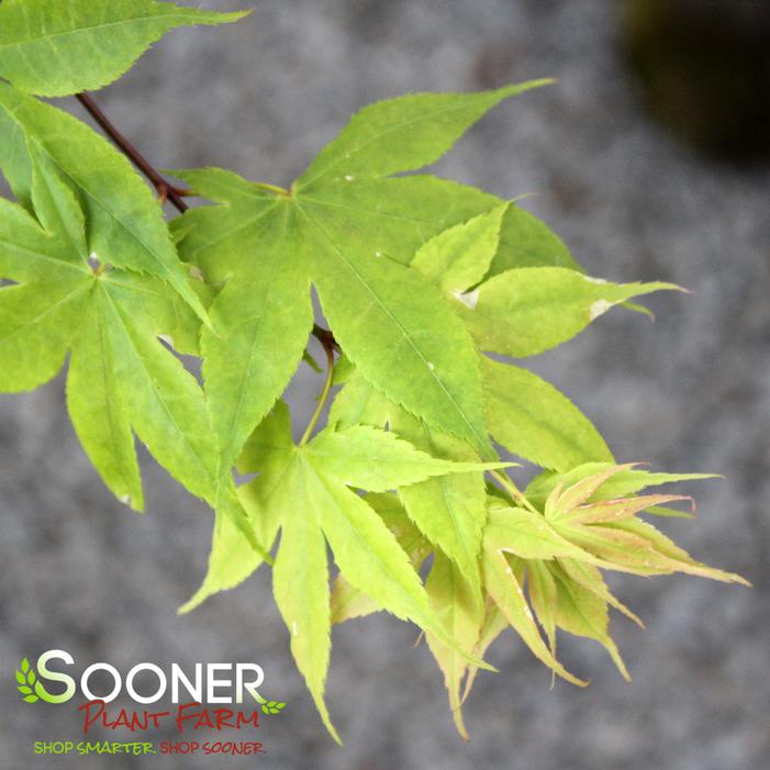 SAOSHIKA UPRIGHT JAPANESE MAPLE