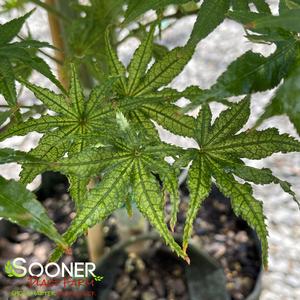 WHITE PEACHES UPRIGHT JAPANESE MAPLE