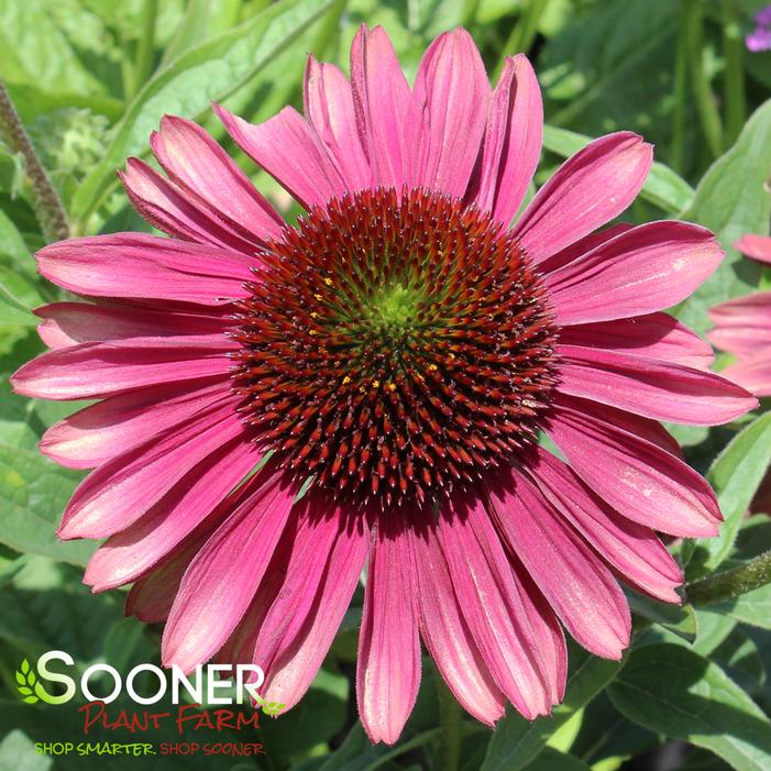 SWEET SANDIA CONEFLOWER